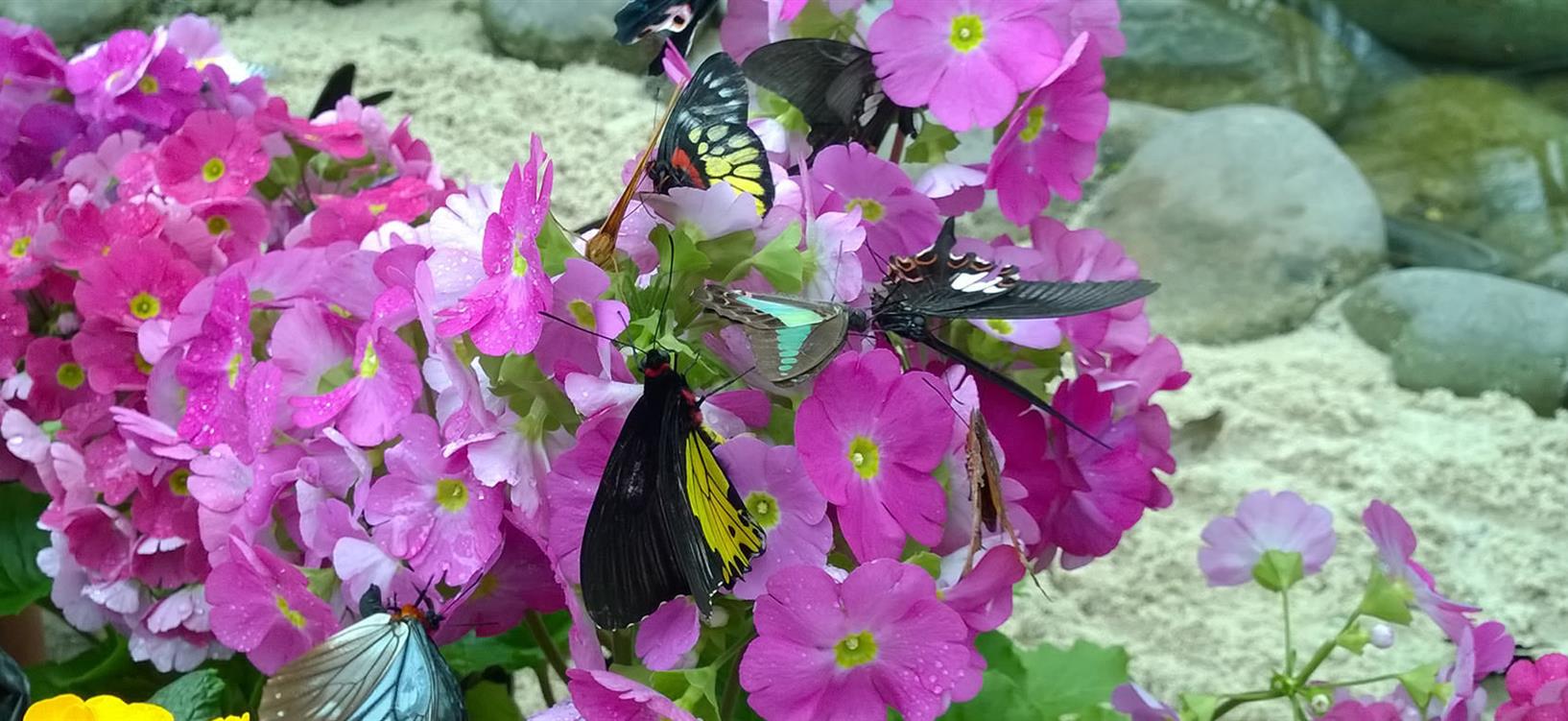 各色美丽的蝴蝶栖息在此处，于花海里翩翩起舞，它们是一群自然之灵，为过往的游人带来美丽的祝福。